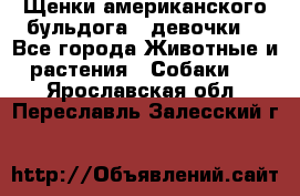 Щенки американского бульдога ( девочки) - Все города Животные и растения » Собаки   . Ярославская обл.,Переславль-Залесский г.